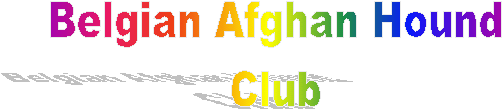 Belgian Afghan Hound
Club